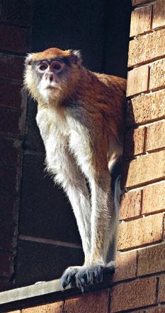 patas monkey racine zoo oldest julie history journaltimes her celebrated 1982 27th recently born mark birthday