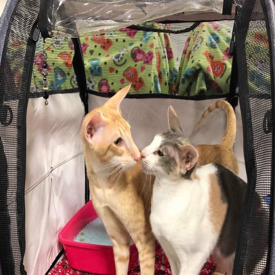 Get Out Of The Snow And See The Cat Show Local News