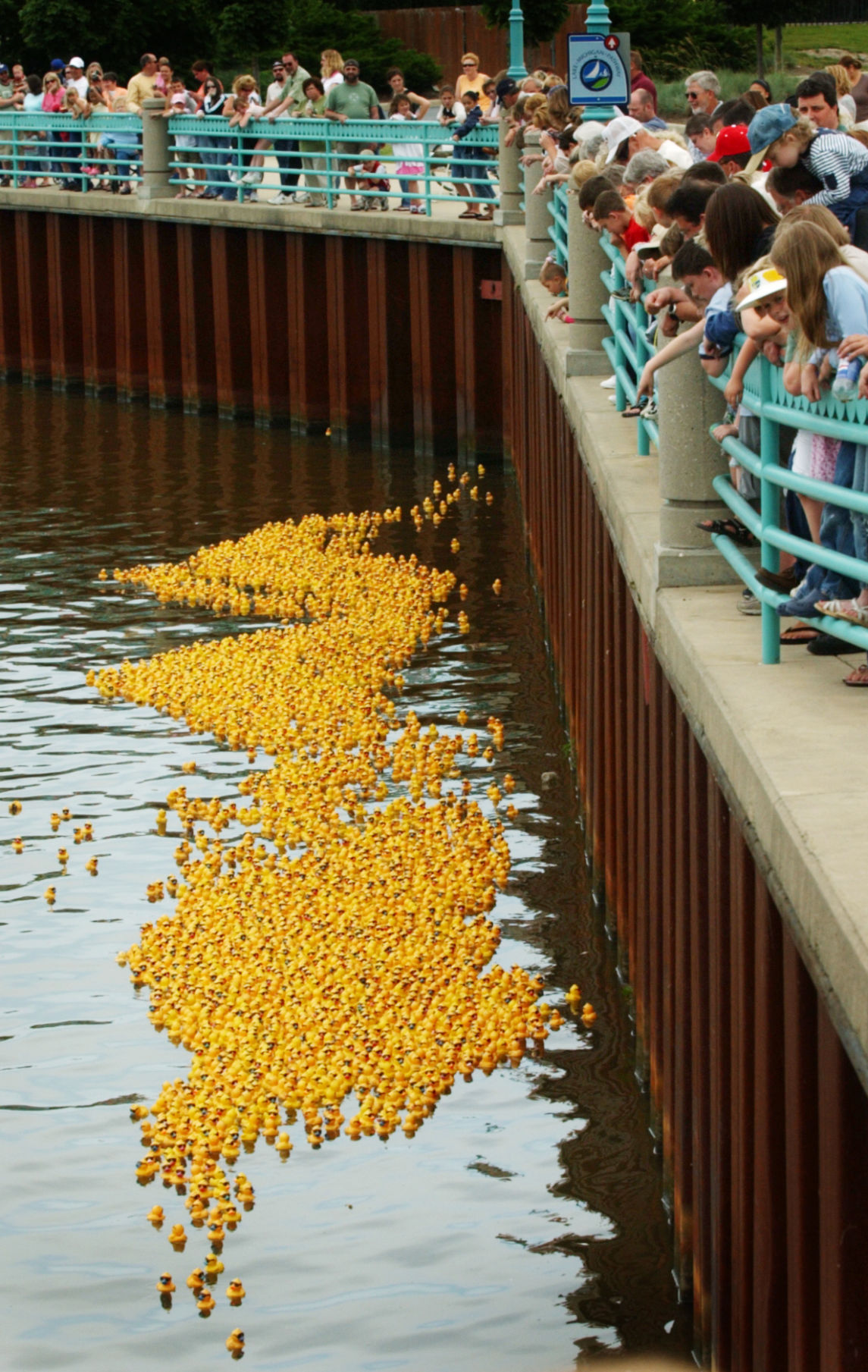 Off to the duck race, rubber duck derby comes to Racine Local News