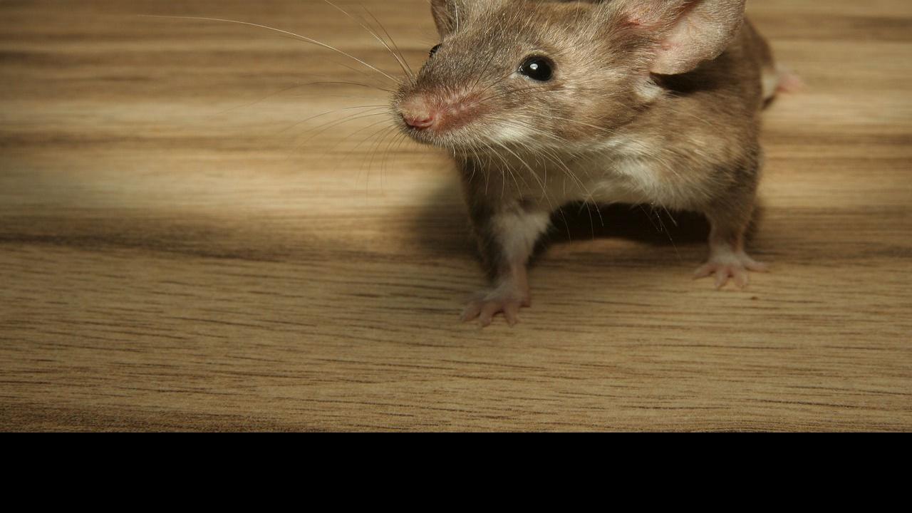 Mice Problems Here S When To Call A Pro Home And Garden Journaltimes Com