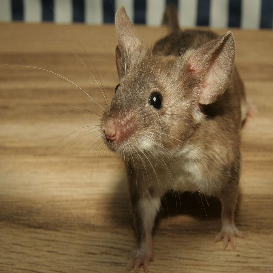 Mice Problems Here S When To Call A Pro Home And Garden Journaltimes Com