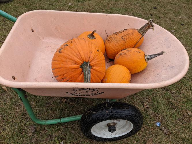 corn maze pumpkins.jpg