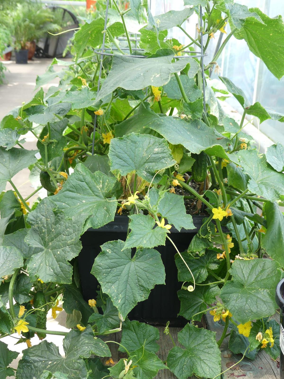 Dwarf and compact vegetable varieties for container gardening Home