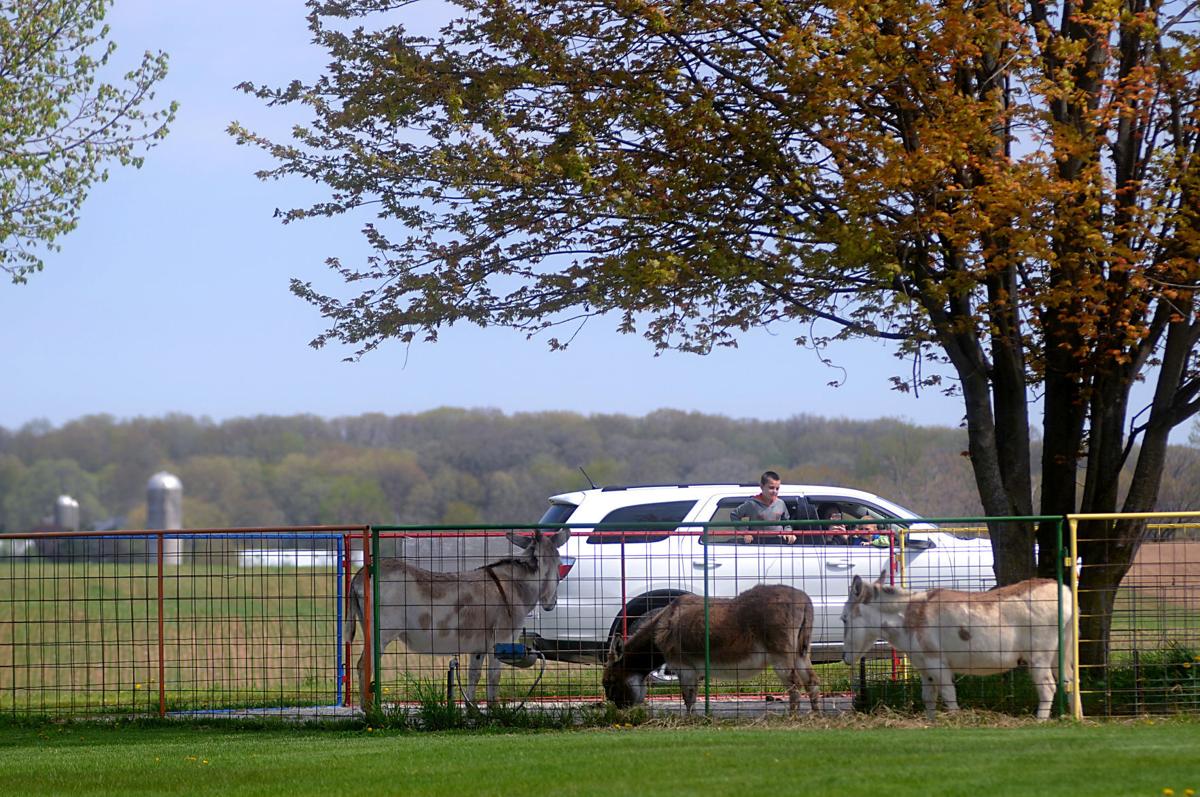Out on the Town Green Meadows Farm driveThru experience Local News