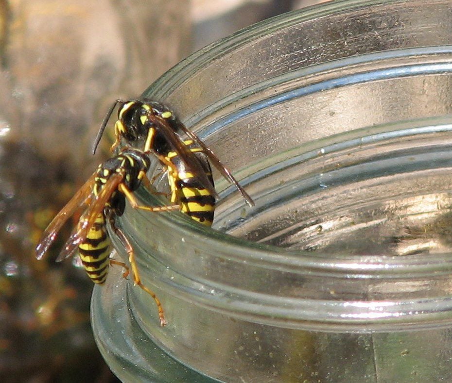 yellow jacket wasp