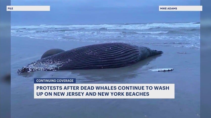 Australia whales: 90 dead in mass stranding off Tasmania - BBC News