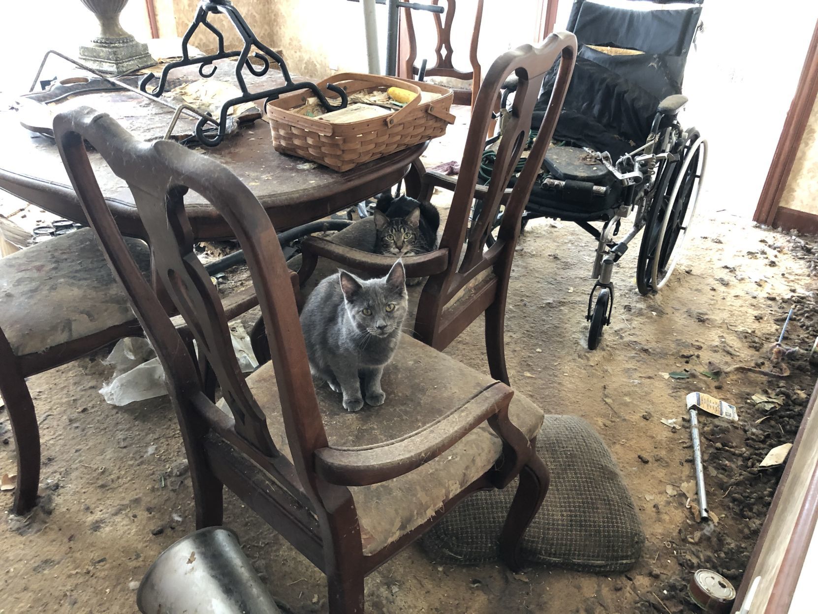 95 cats removed from Racine County home 