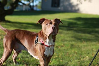 Pit bull