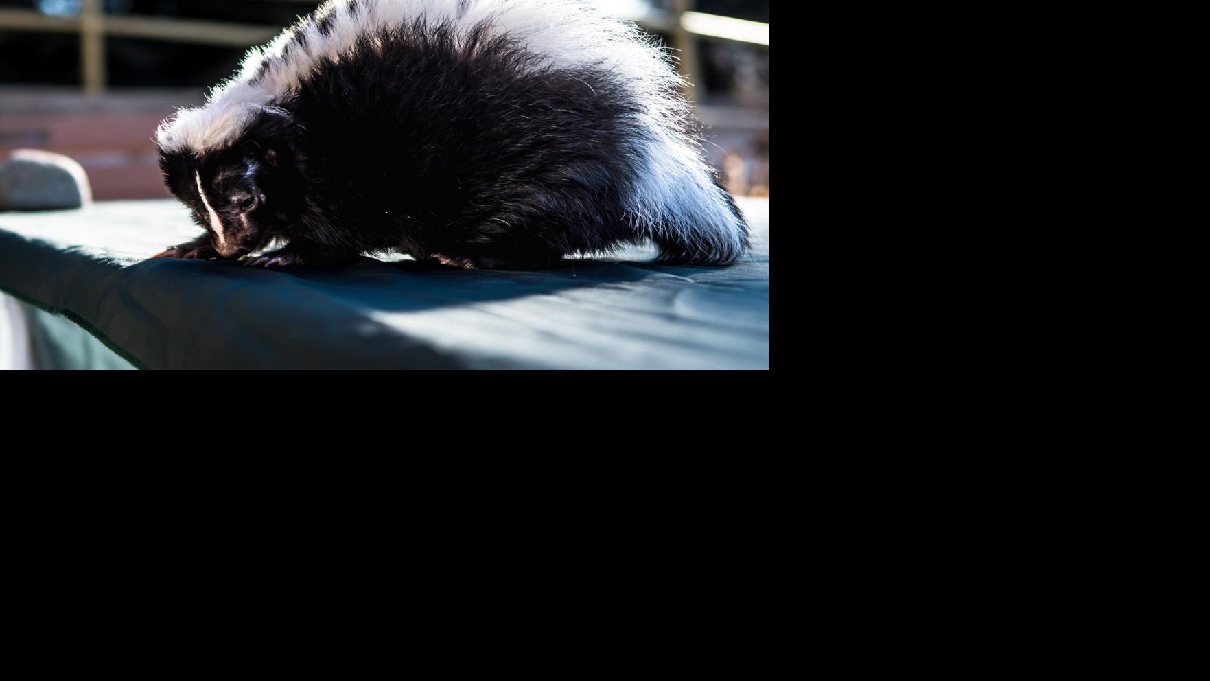 Racine Zoo S Skunk Predicts Six More Weeks Of Winter Local News