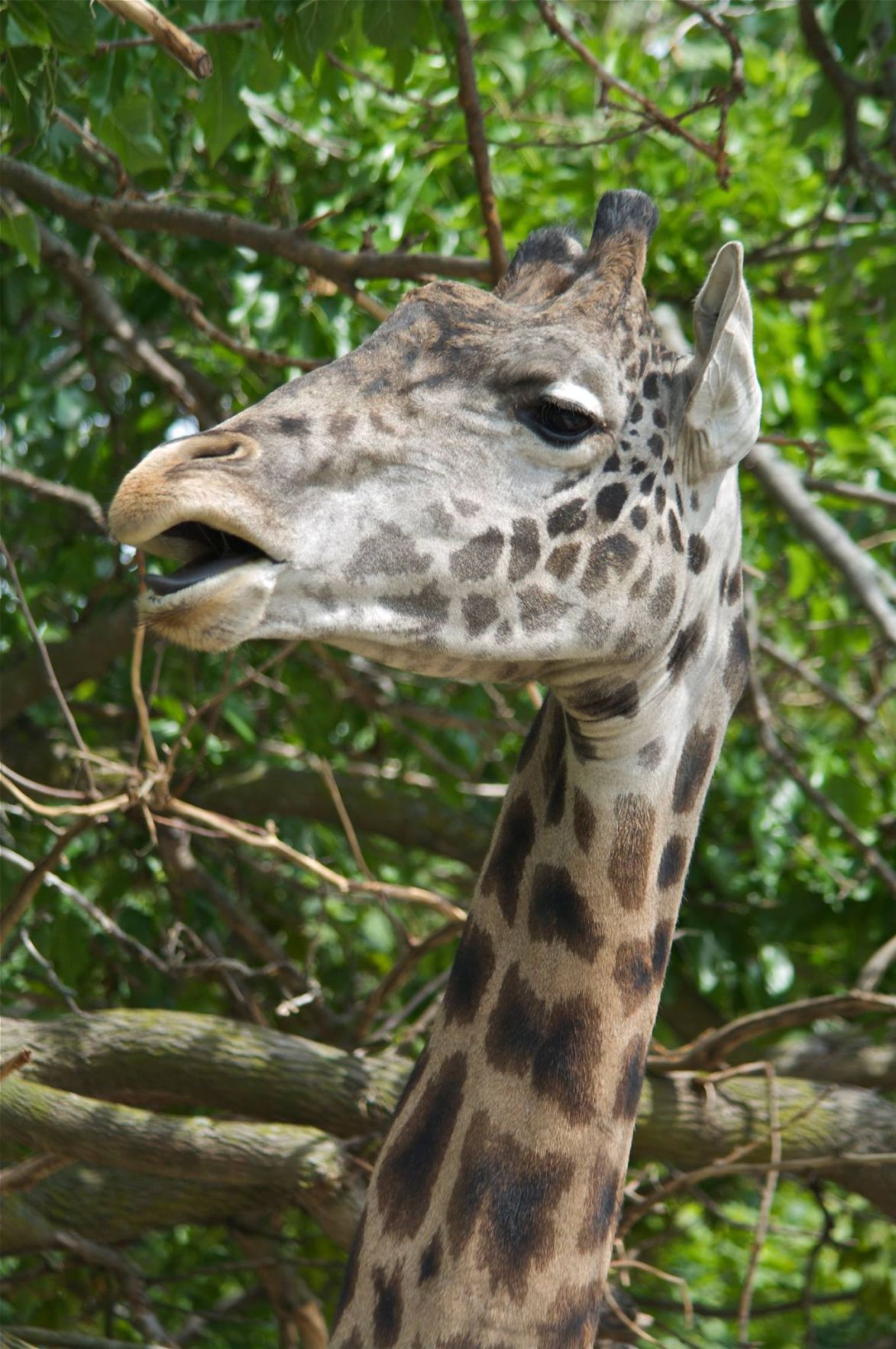 World Giraffe Day celebrated at Racine Zoo Local News