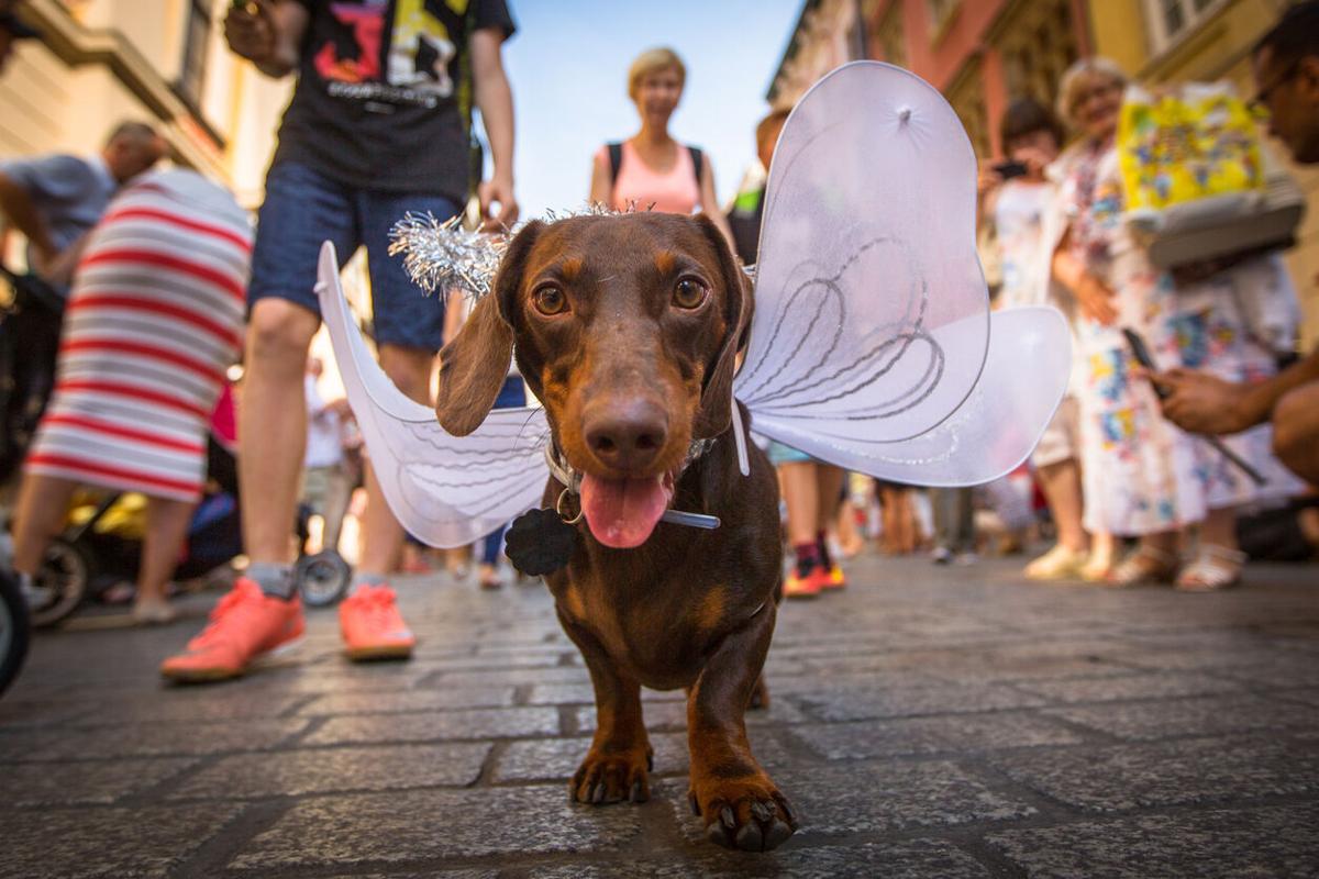 Paws for Cause: Annual Pet-Friendly Events Across the U.S. that Give Back - Image