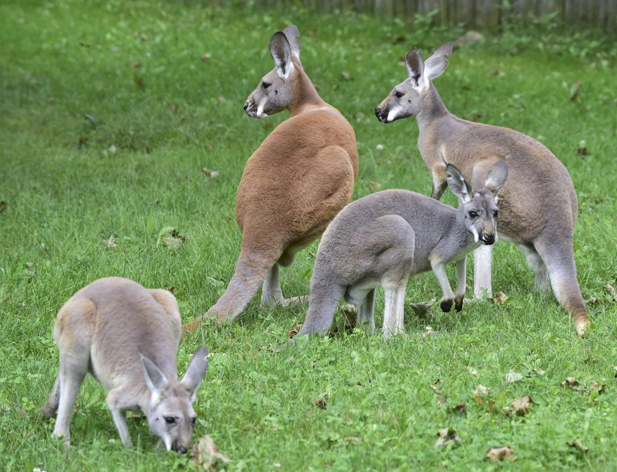 Zoo debuts new 'roos Local News