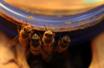 Backyard Bees Hardworking Friends Or Annoying Neighbors Home