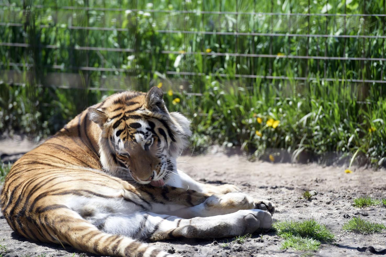 Fundraising effort to revive JoDon Farms, Caledonia's familyrun zoo
