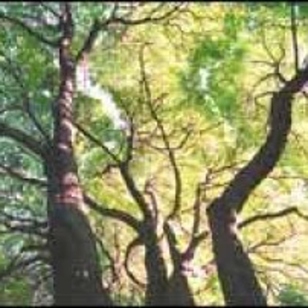 Racine County Is Home To State Champion Trees Journaltimes Com