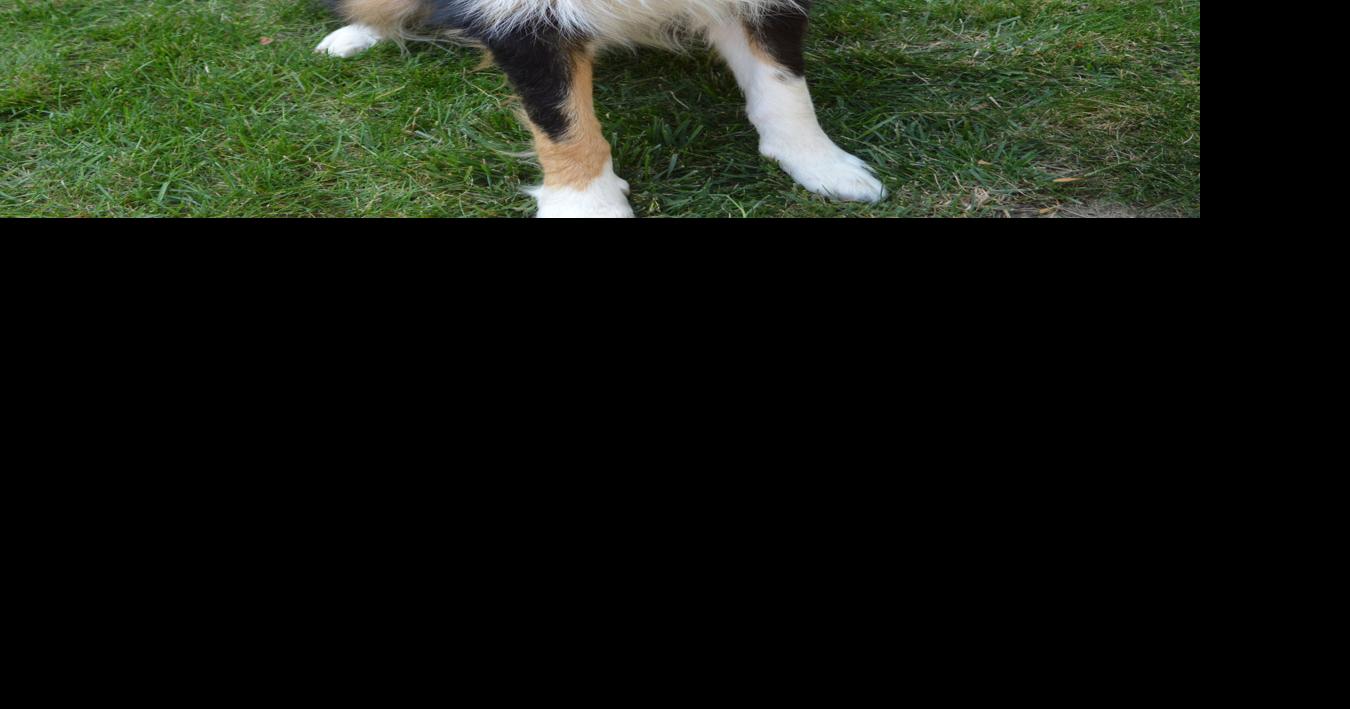 Humane Society returning dogs to Lucky Mutts