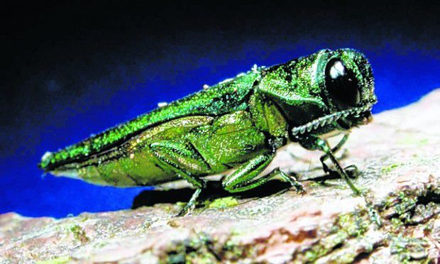 Emerald ash borer