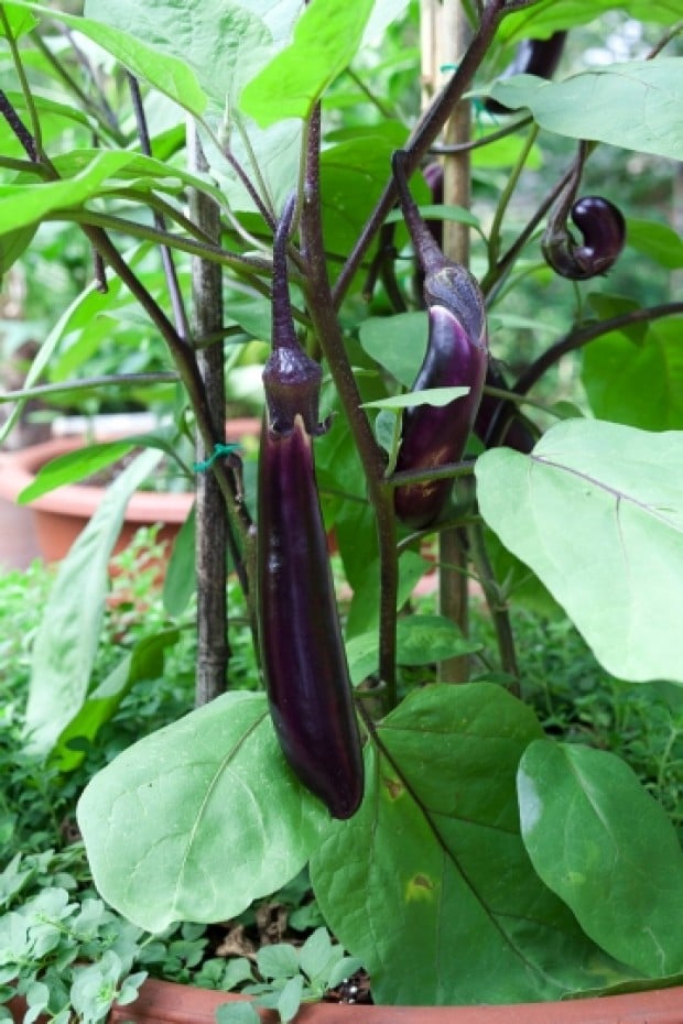 Hansel Mini Eggplant