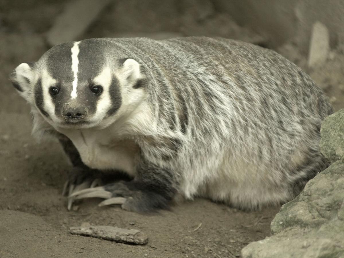 BADGER