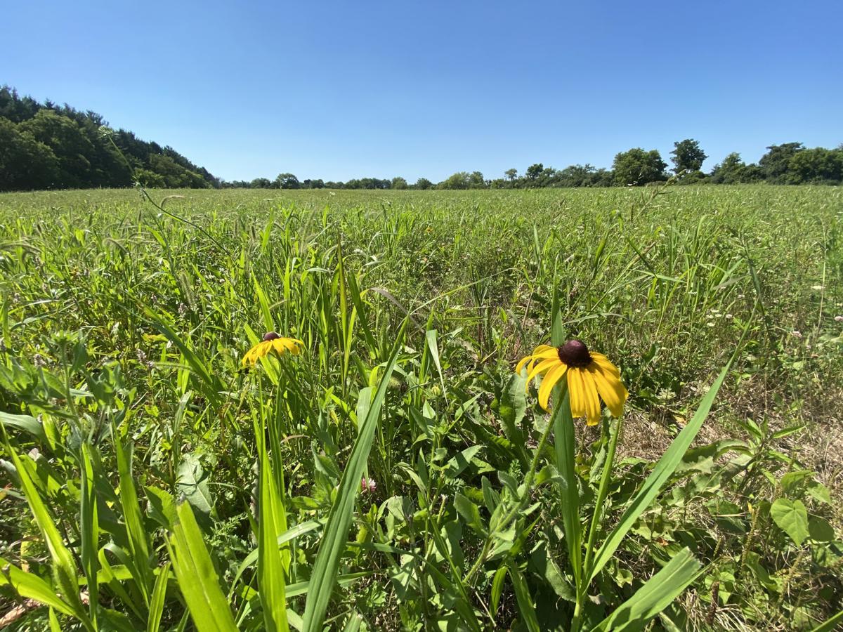 Smolenski Park Prairie