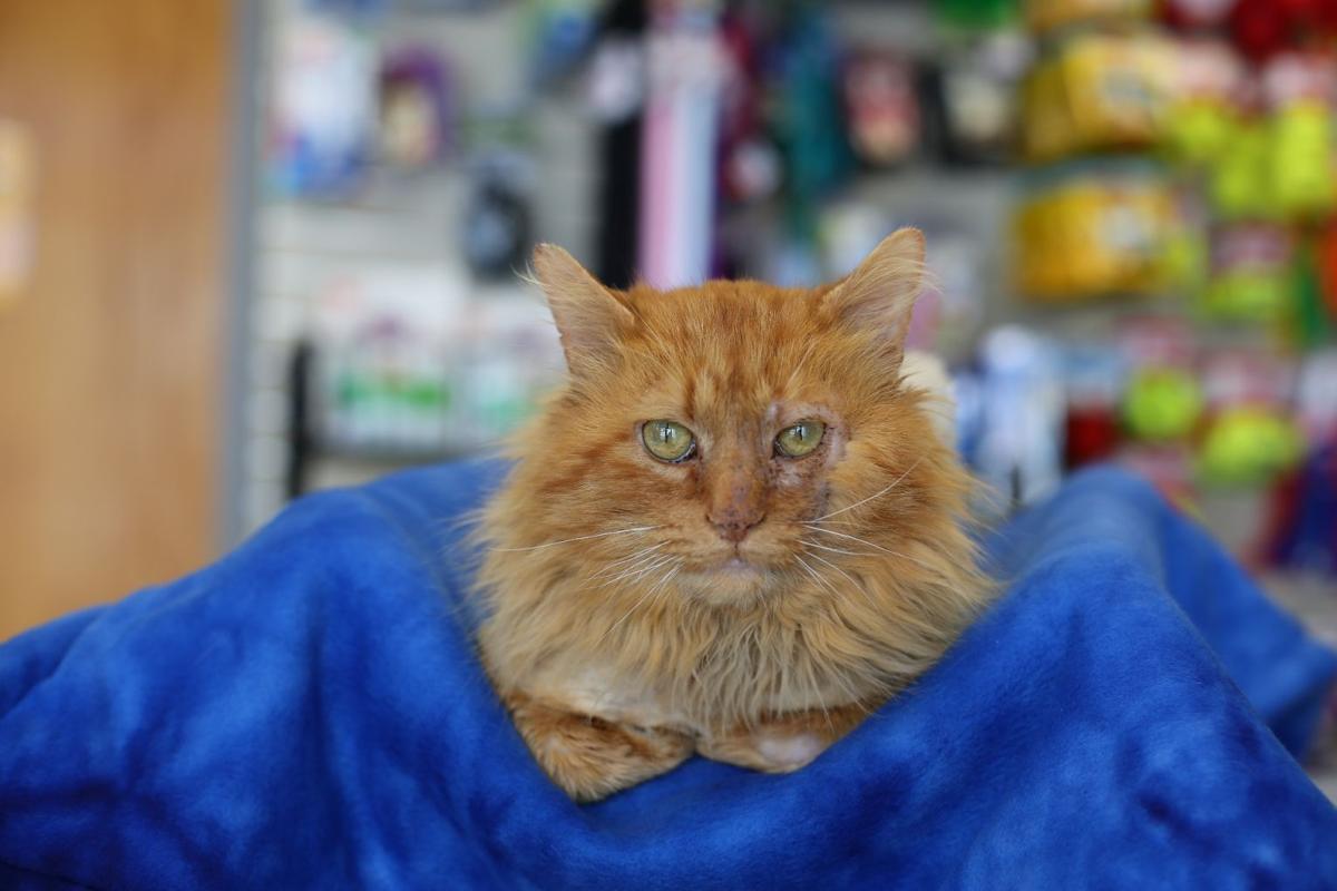 Cat Found At Abandoned Piggly Wiggly Up For Adoption Local News