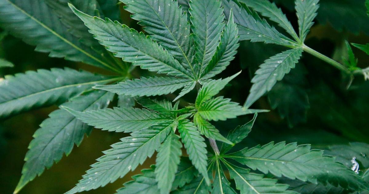 Kenosha City Council votes to substantially reduce fines for marijuana possession