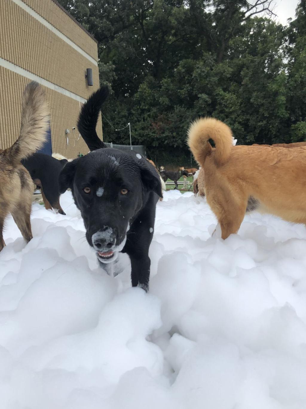 Best Pet Pampering The Woof Dog Daycare And Boarding Journaltimes Com Pet rescue level 1308, pet rescue, nivel 1308 pet rescue solucionado, solved, sin booster. best pet pampering the woof dog