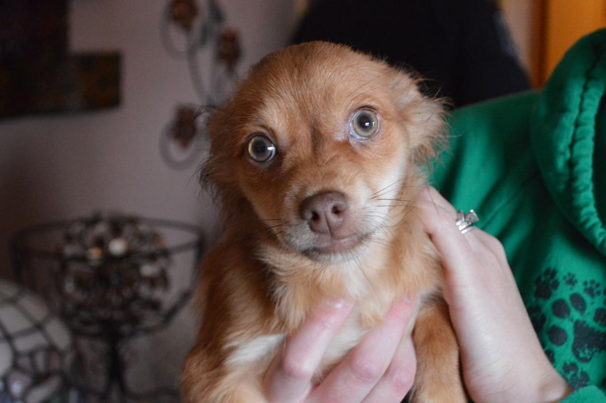 18 Dogs Surrendered In Racine Hoarding Case Crime And Courts Journaltimes Com