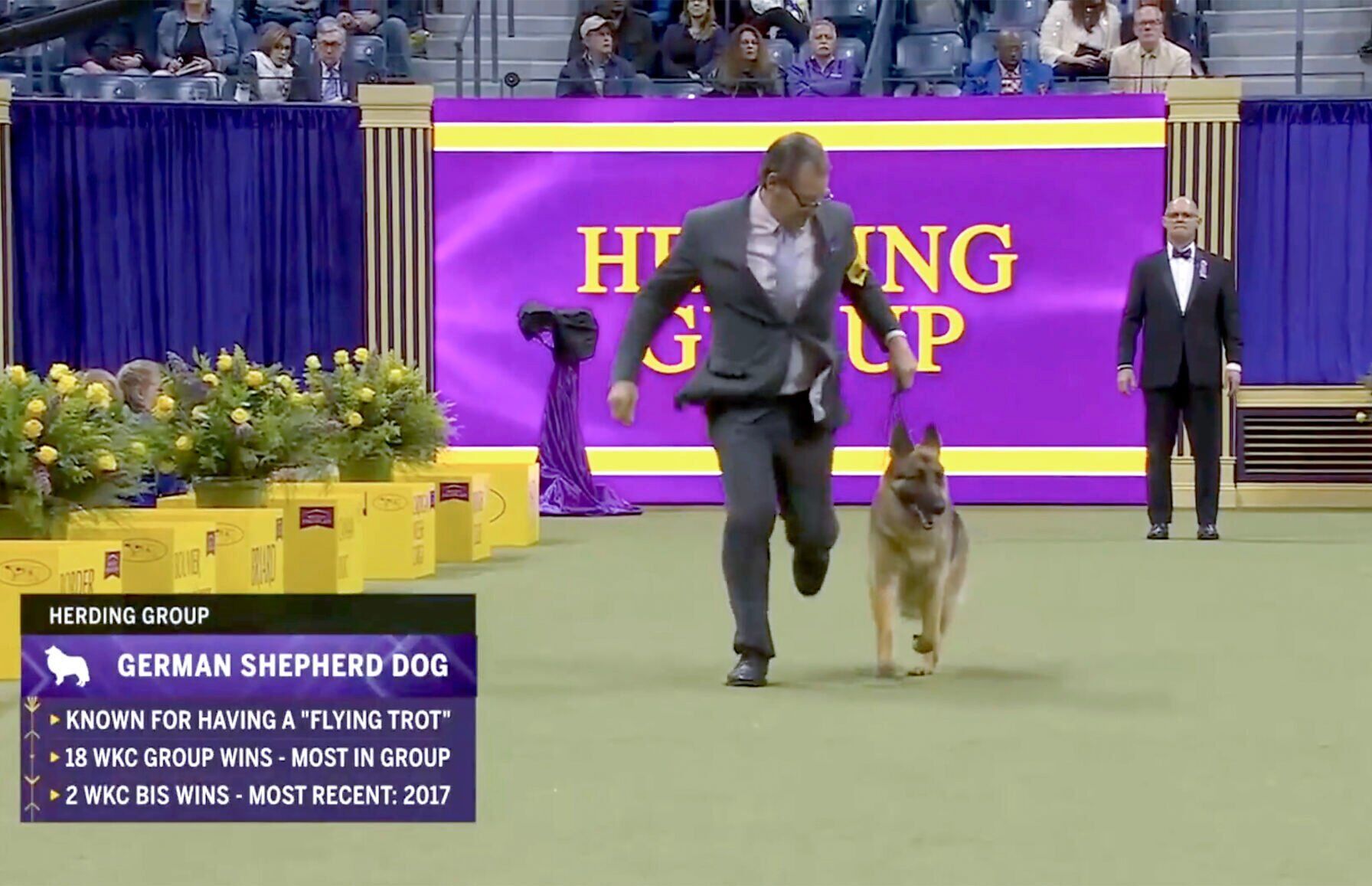 Mercedes in running for Best of Show at Westminster dog show