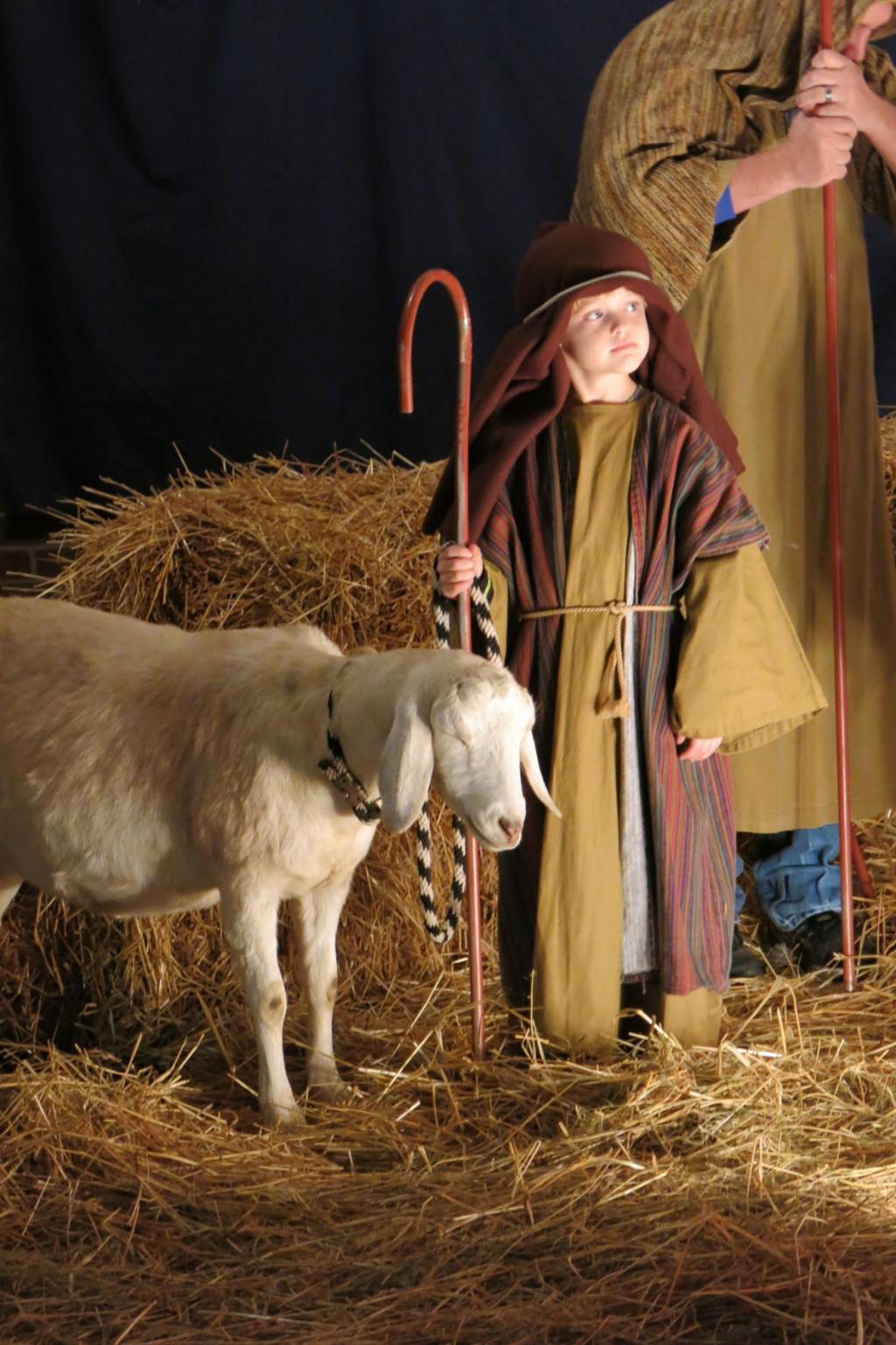 Animals In Demand For Live Nativity Scenes Faith Community Journaltimes Com Move your mouse over image or click to enlarge. live nativity scenes