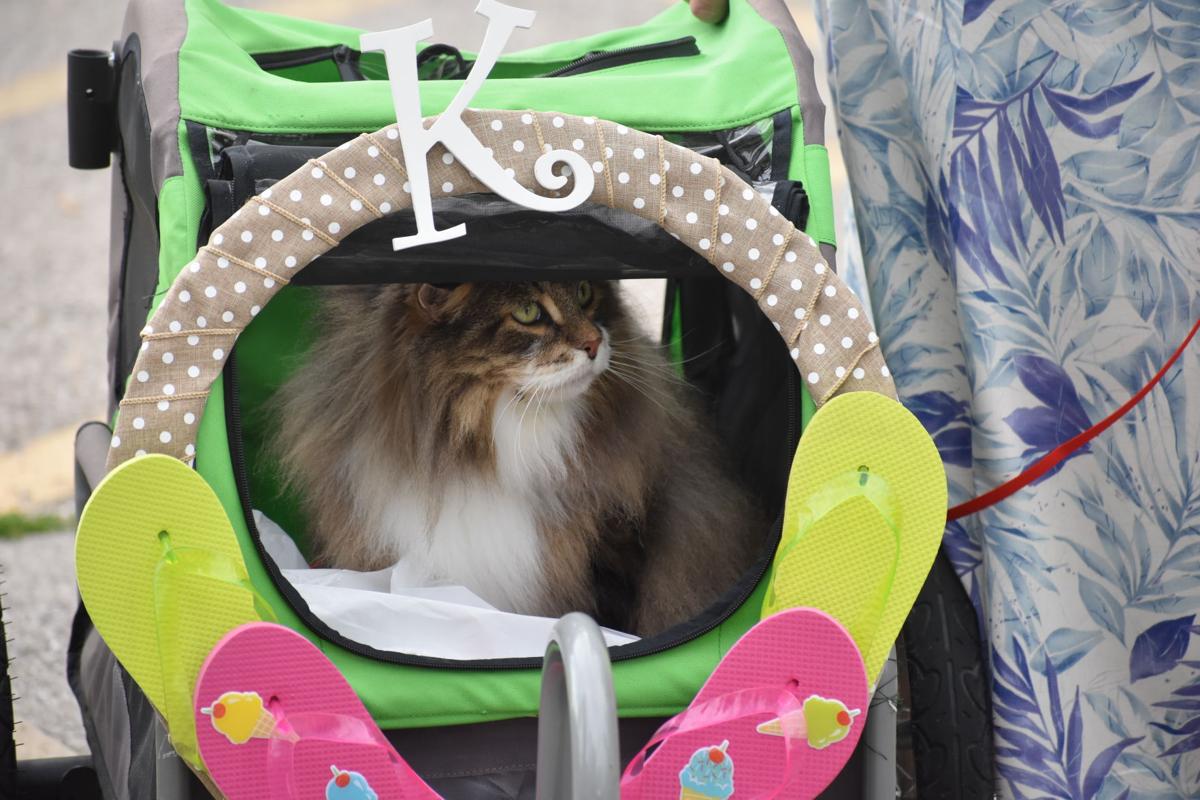 Wind Point Pet Parade