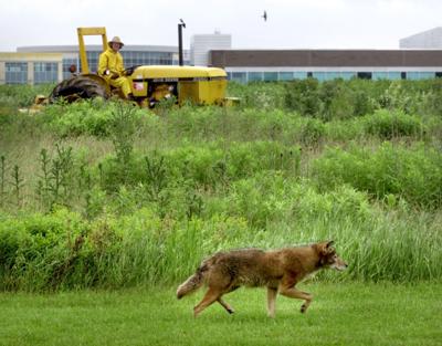 Coyotes at home in the city — David Drake, Bret Shaw and Mary Magnuson