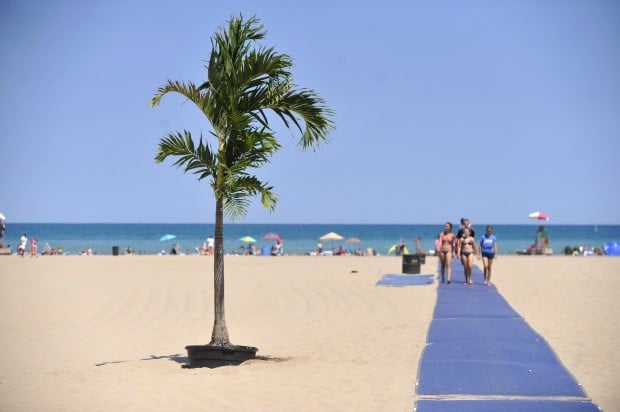Our Own Palm Beach This Year Potted Trees Enhance North Our Own Palm Beach This Year Potted Trees Enhance North Local News Journaltimes