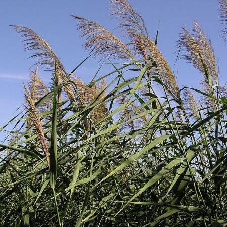 Non-native grass continues to spread throughout county - Vimarsana News