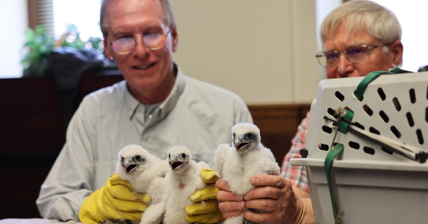 Racine County Courthouse introduces three peregrine falcons - Vimarsana News