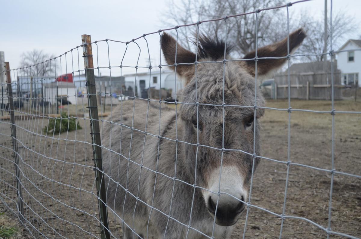 Tiny Hooves animal shelter could get new home in Racine County | Local