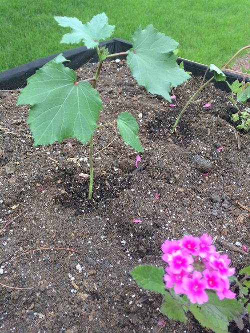 Garden tips for late spring season Home and Garden