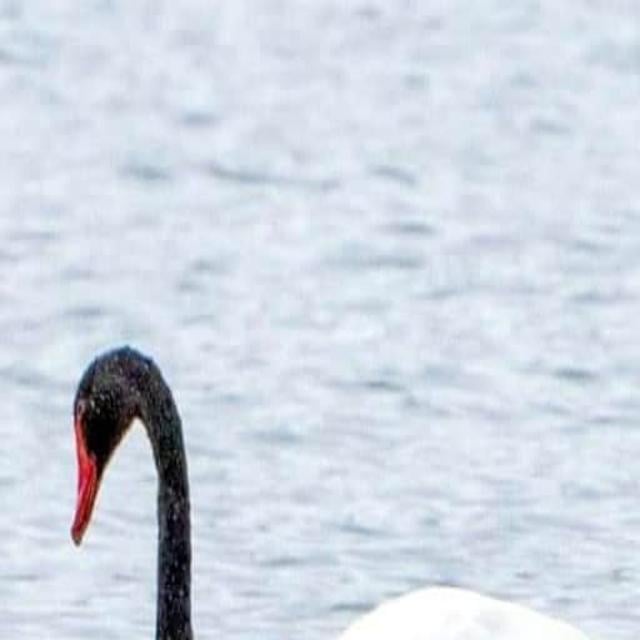 kom videre opskrift Byttehandel Black swan: Rare bird making waves as residents wonder where it came from |  Local News | journaltimes.com