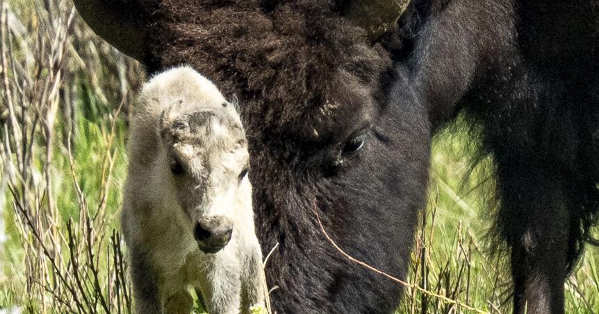 White buffalo calf at Yellowstone fulfills Lakota prophecy - Vimarsana News