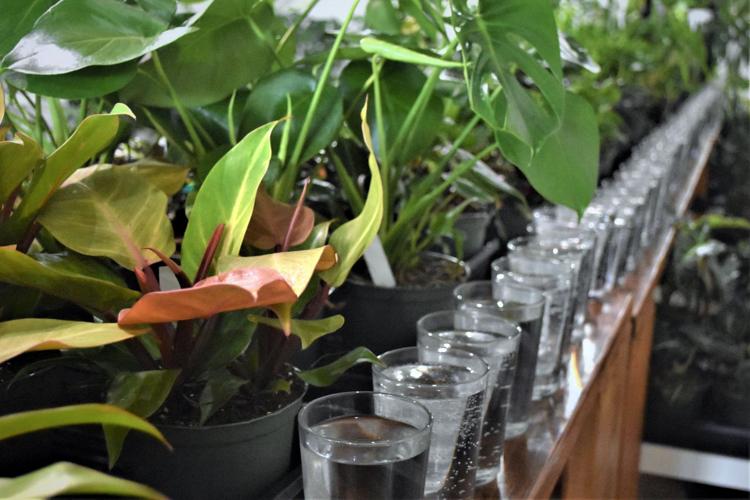 A place to get plants in Uptown