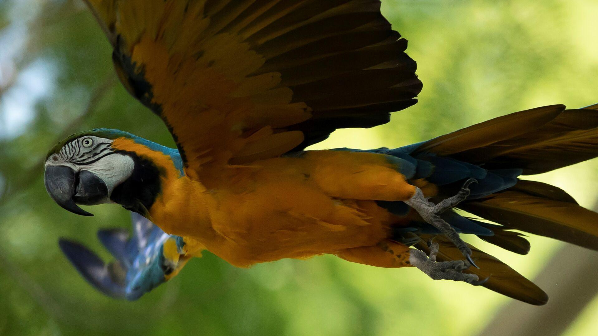 Last Wild Macaw In Rio Is Lonely And Looking For Love World Journaltimes Com