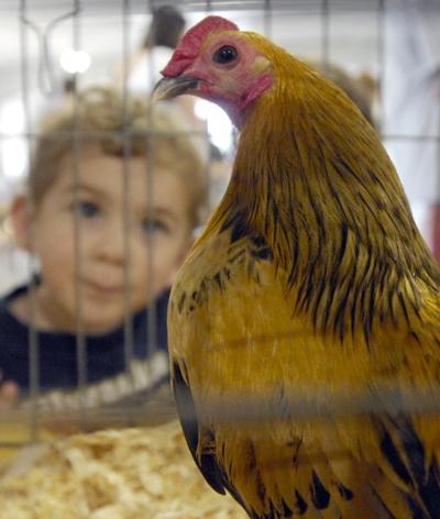 Coaxing out crows - Birds battle in Racine County Fair rooster contest