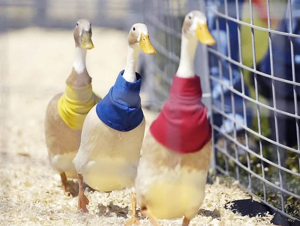 Burlington Jamboree to return for a second year in place of ChocolateFest