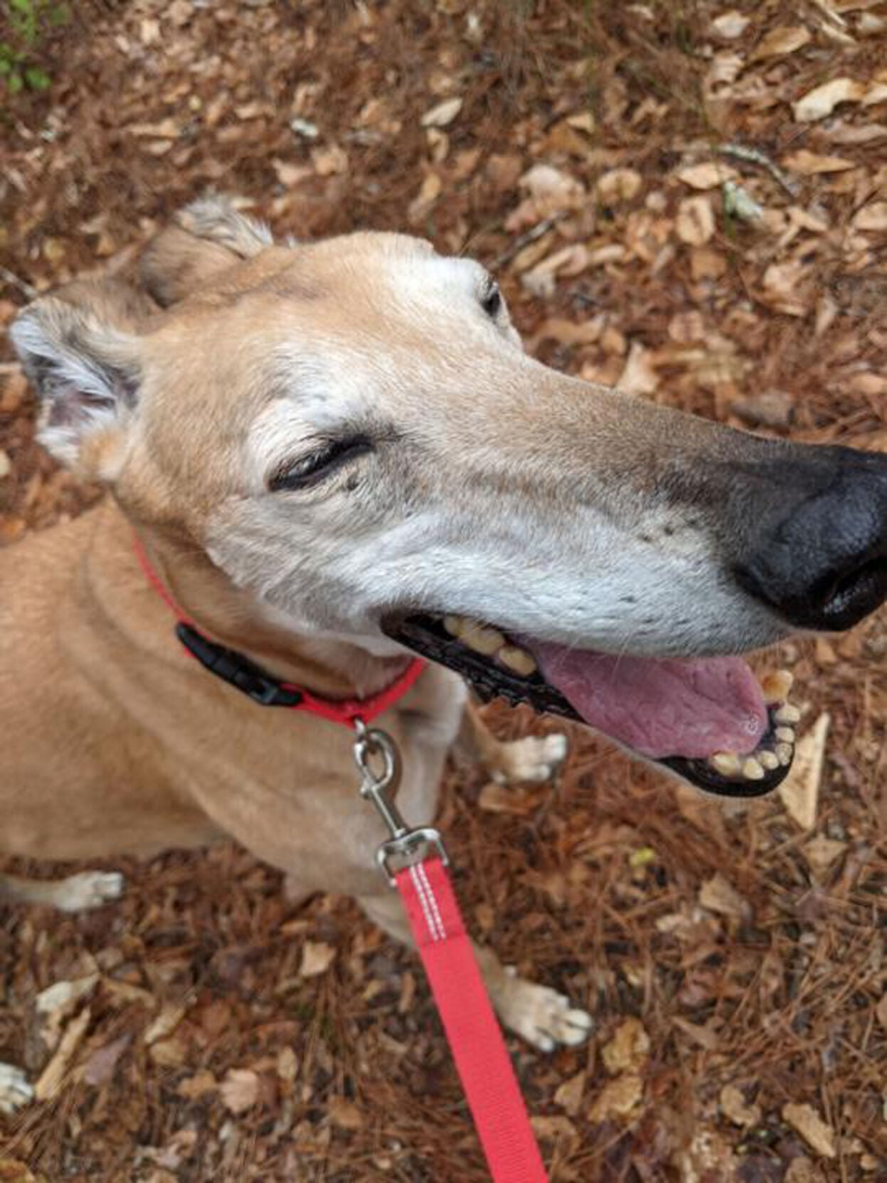 Seamus greyhound autumn leaves