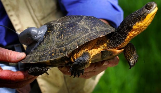 Dnr Urged Not To Remove Blanding’s Turtle From Endangered Species List