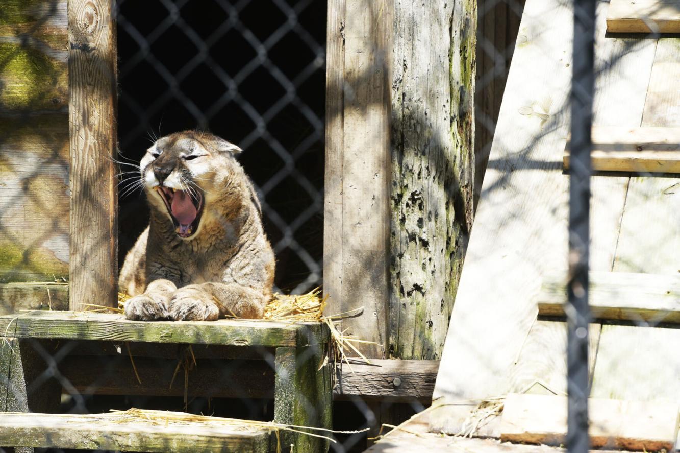 Fundraising effort to revive JoDon Farms, Caledonia's familyrun zoo