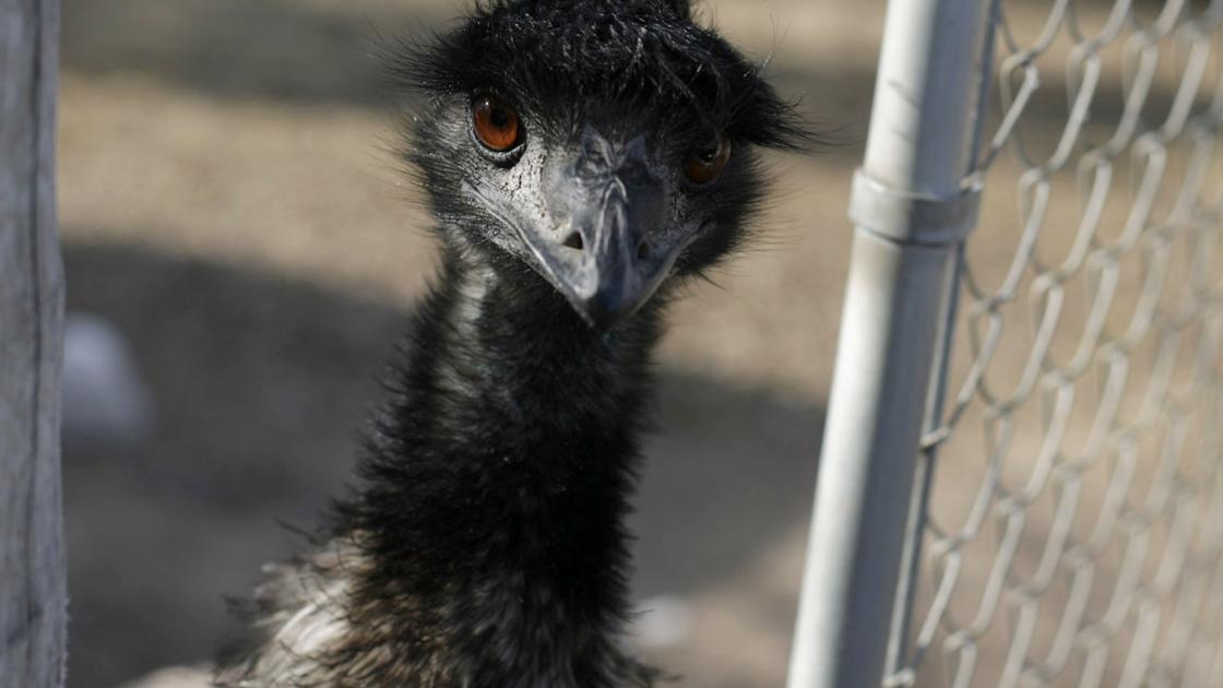 emu escapes in yorkville not considered dangerous local jobs that don t have customer service