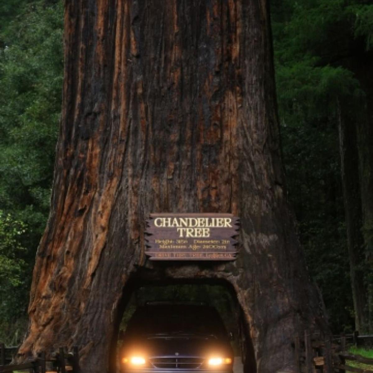 In The Redwoods Treeore Make, Chandelier Tree Leggett Cause
