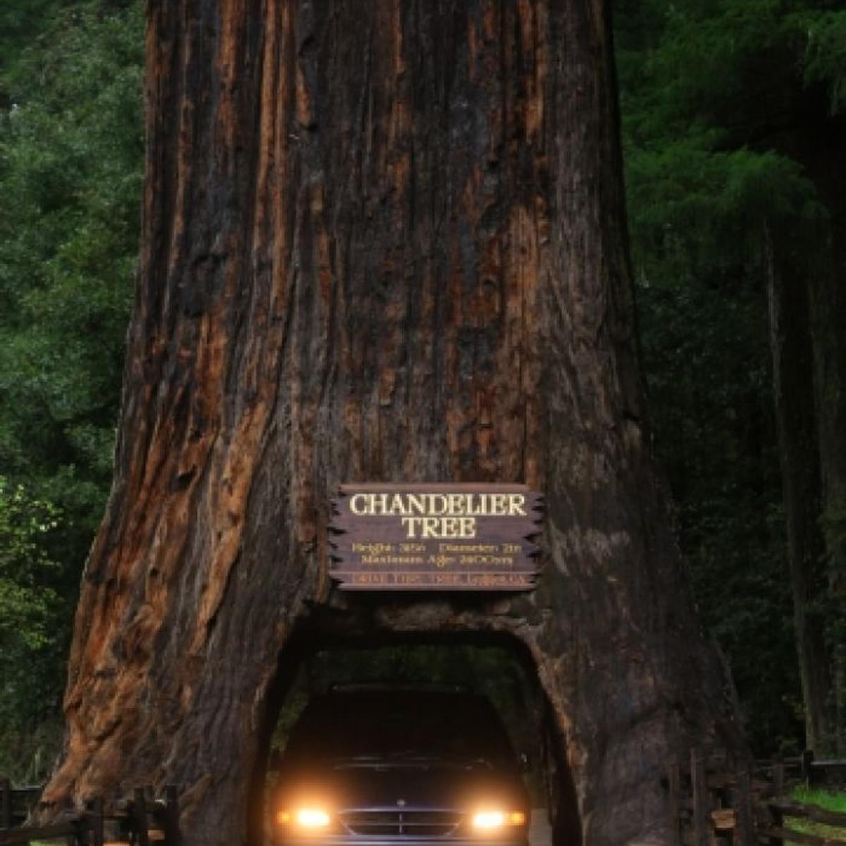 In The Redwoods Treeore Make Special Part Of California A Must See Family Life Travel Journaltimes Com In The Redwoods Treeore Make, Chandelier Tree Leggett Cause