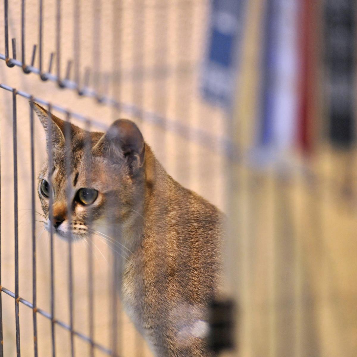 Out on the Town Racine Cat Show